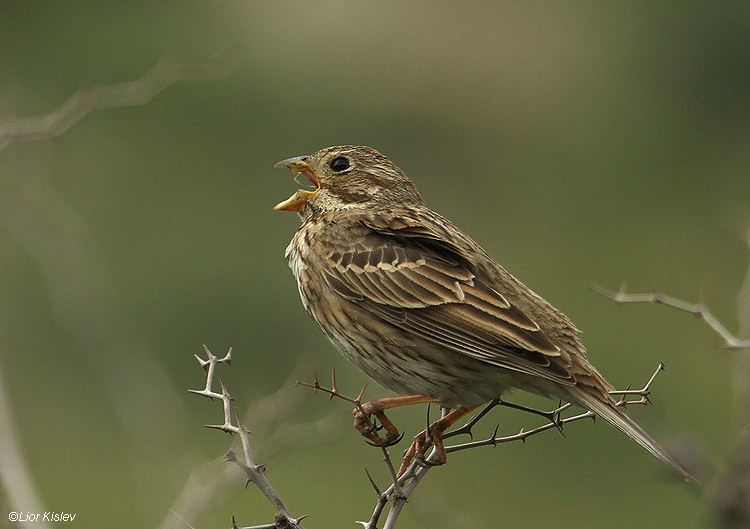   Corn Bunting Miliaria calandra                                , , 2010,:   